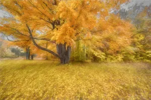 A Beautiful Dance