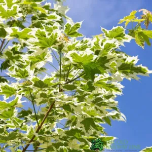 Acer Platanoides 'Drummondii' 80cm Tall (NL)