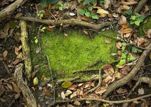 Beartown Floor-rf