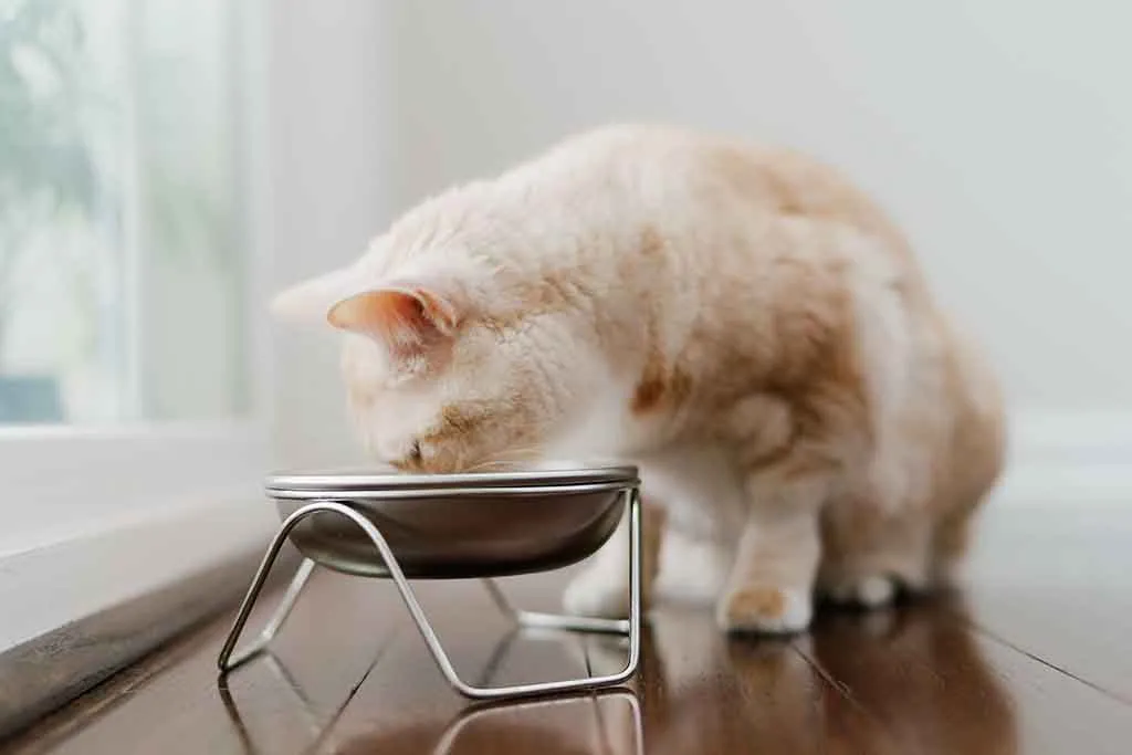 Cat Bowl & Stand – Holiday Gift Set