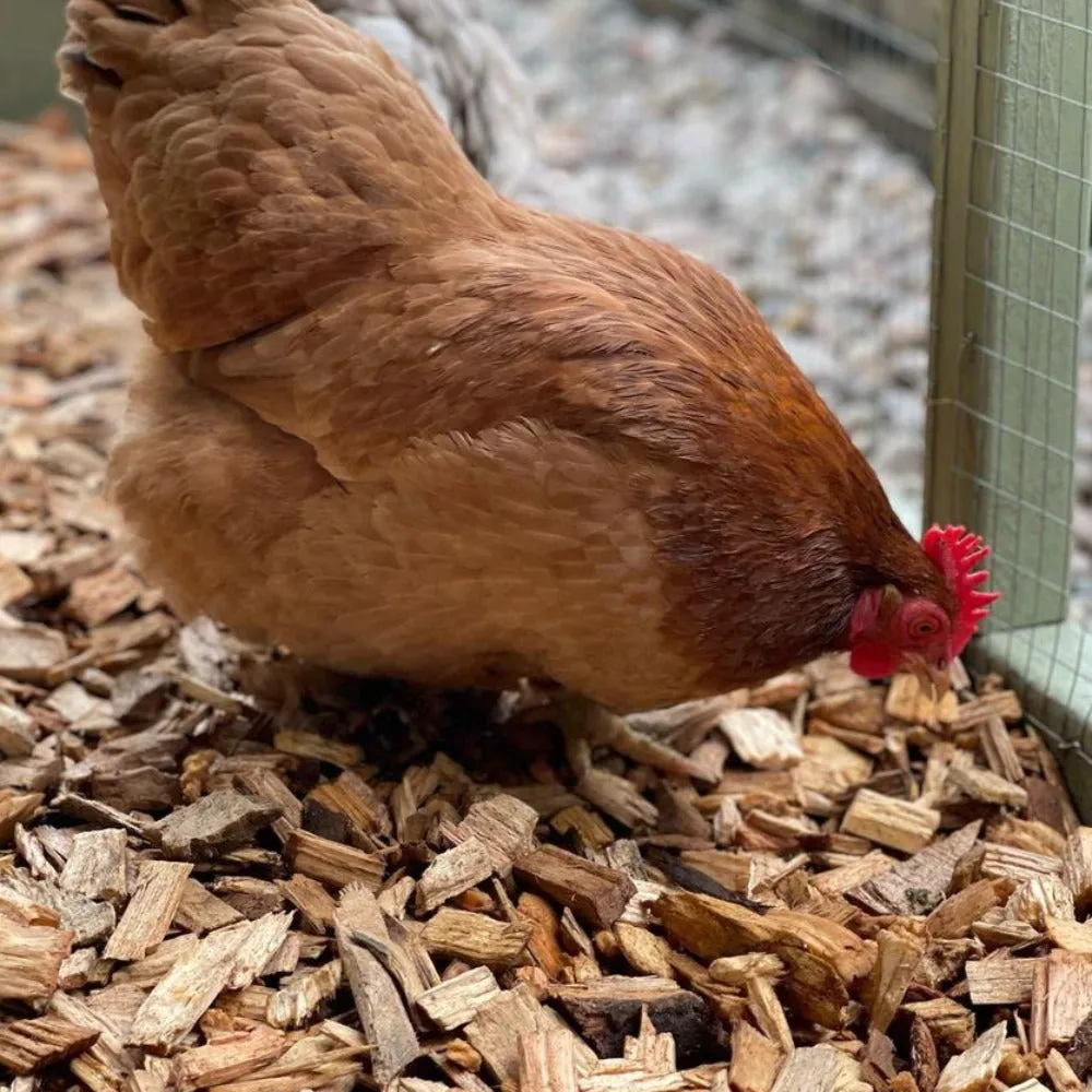 Chicken Coop Chips Sample