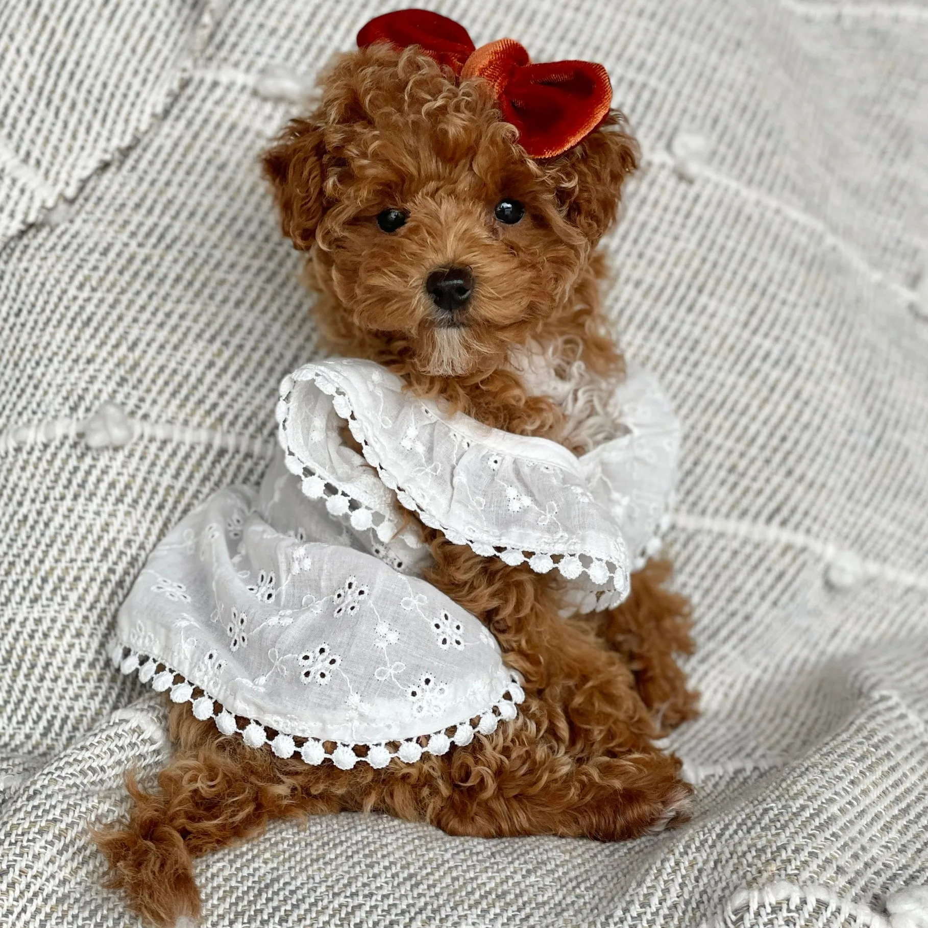 Eyelet Dress