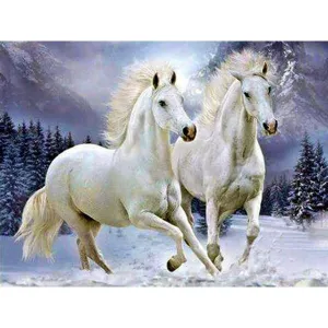 Two Beautiful Horse