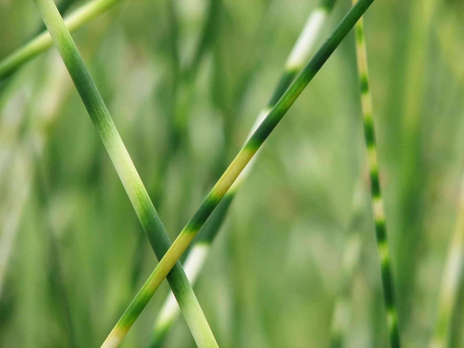 Zebra Rush (Scirpus tabernaemontani 'Zebrinus')