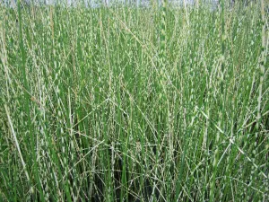 Zebra Rush (Scirpus tabernaemontani 'Zebrinus')