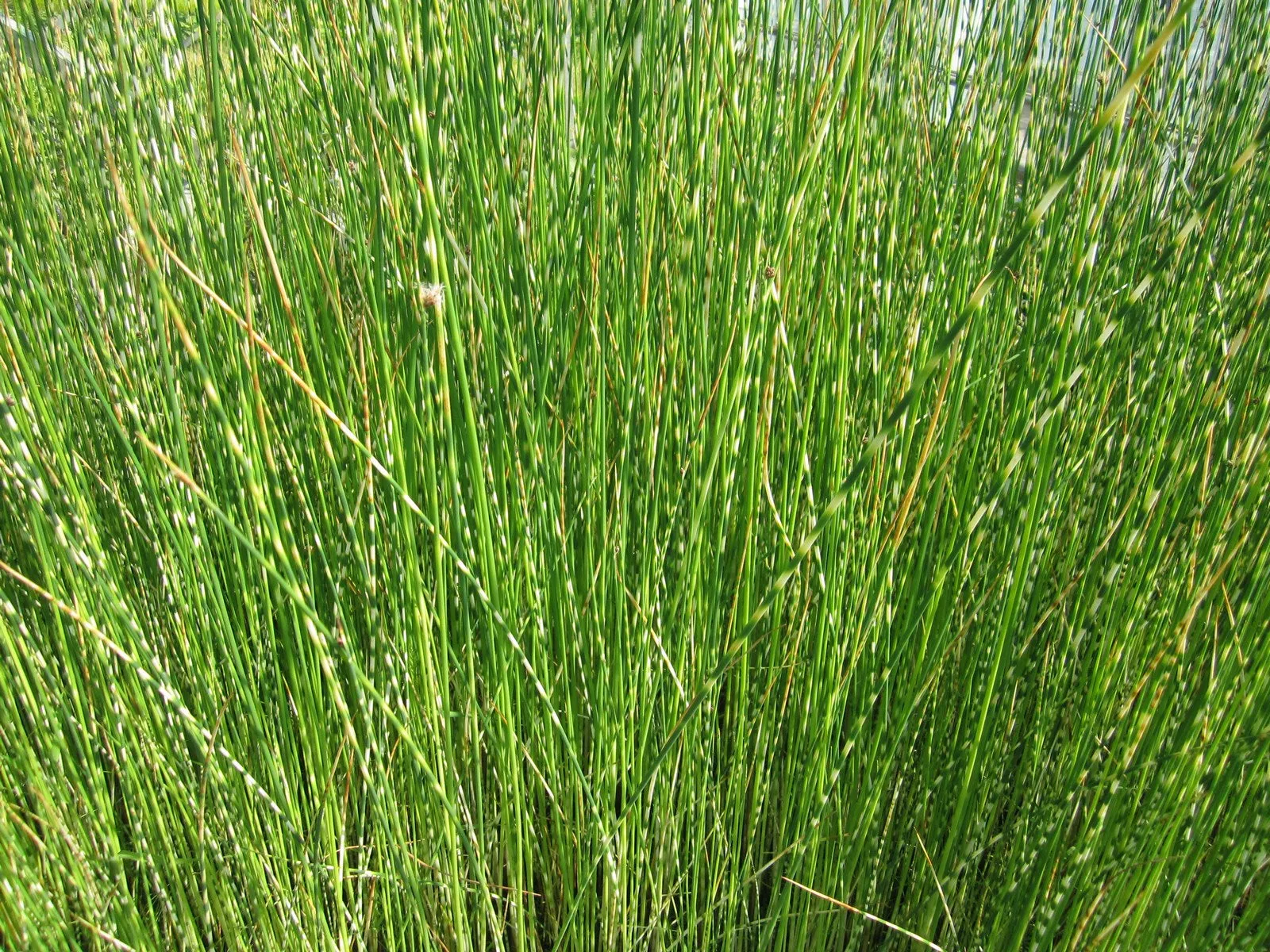 Zebra Rush (Scirpus tabernaemontani 'Zebrinus')